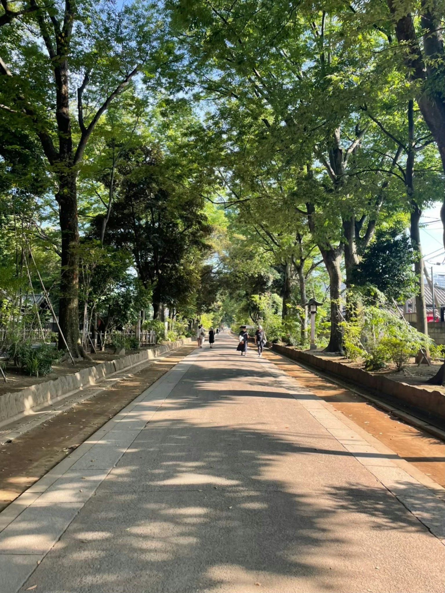 被郁郁葱葱的街道树和斑驳阳光环绕的宁静道路