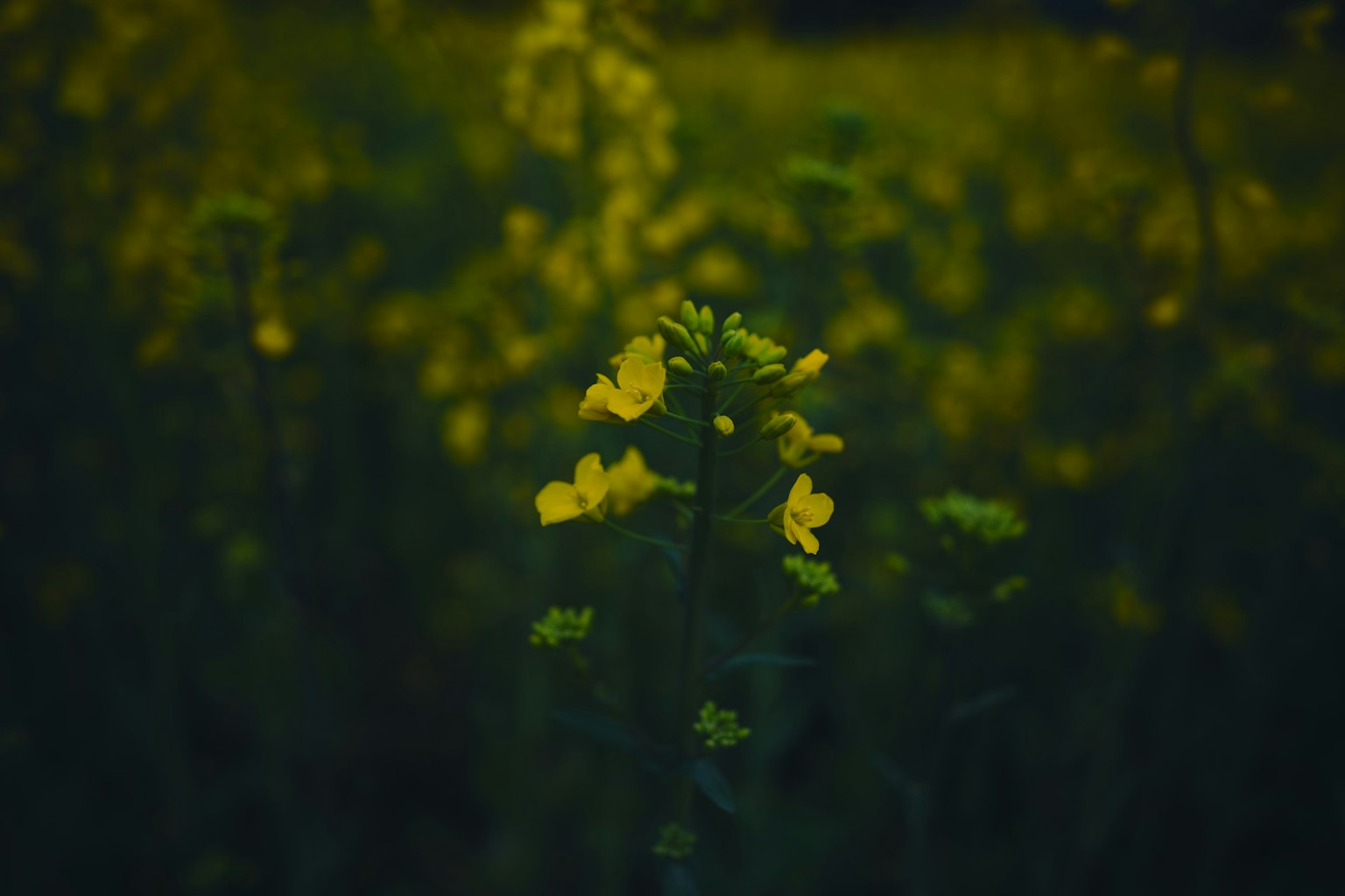 Close-up bunga kuning di latar belakang gelap