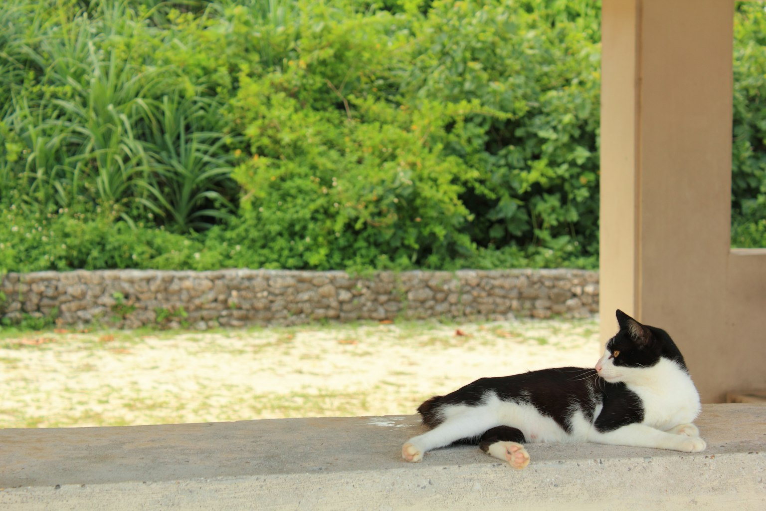 Un chat noir et blanc allongé devant un fond vert