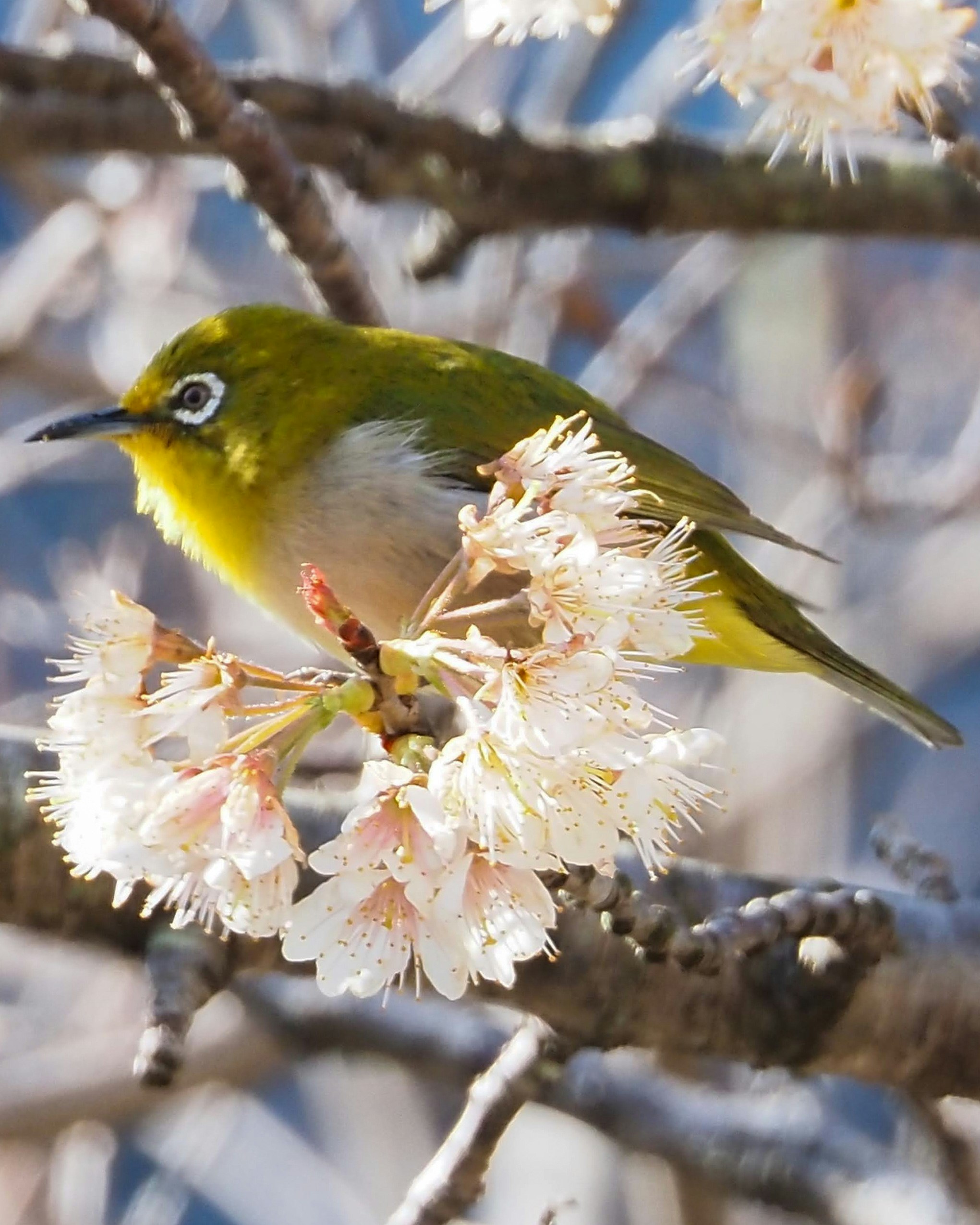 Mésange japonaise sur des fleurs de printemps blanches sur une branche
