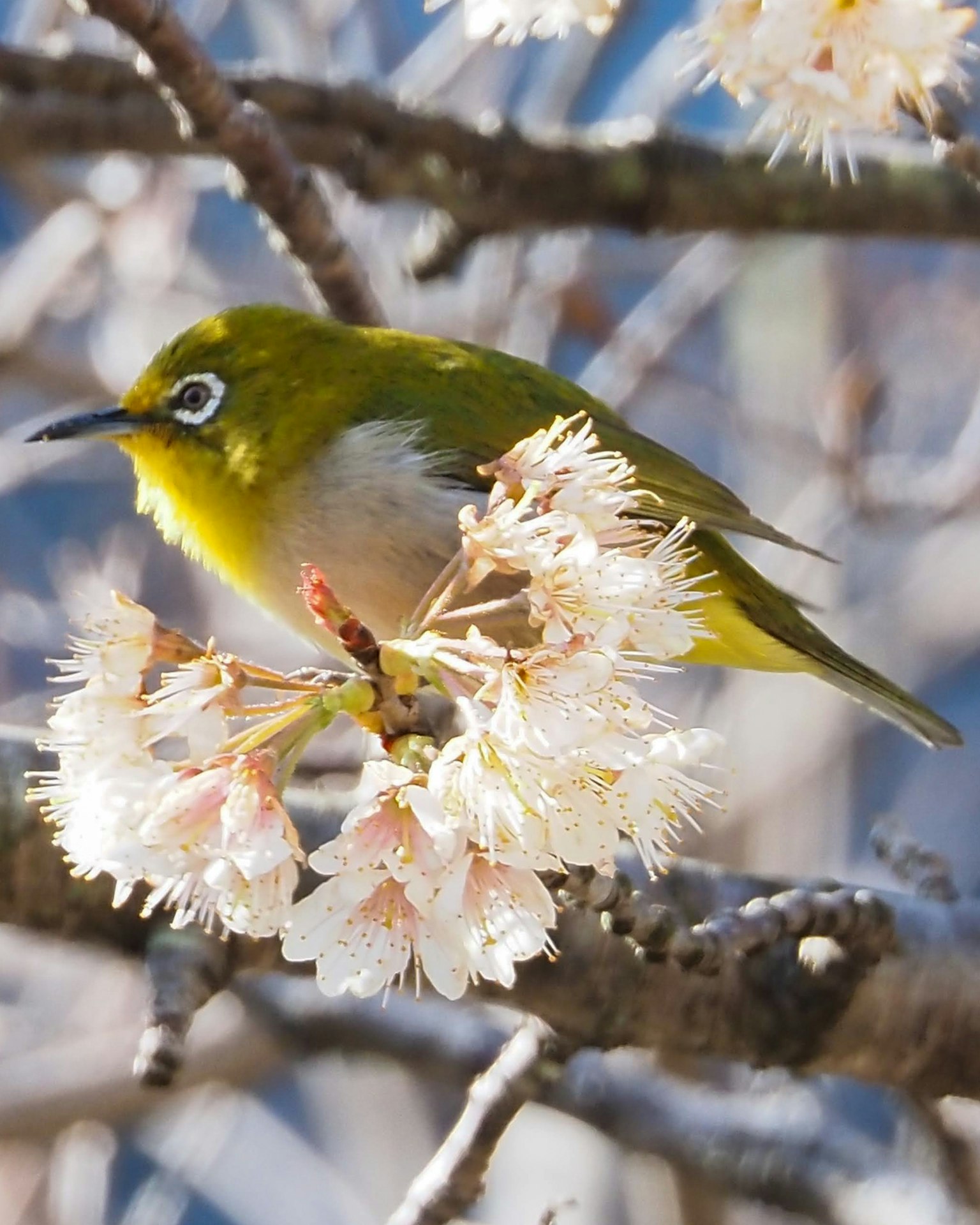 Seekor burung kecil kuning bertengger di dekat bunga sakura