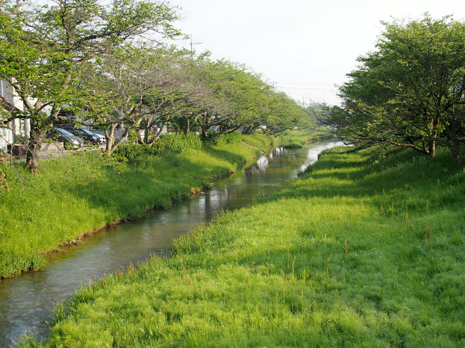Üppige Flusslandschaft mit Bäumen auf beiden Seiten