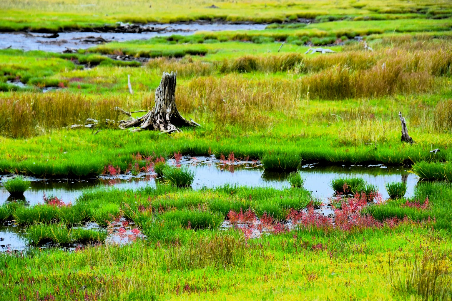 Paysage de marais luxuriant avec des étangs et une souche d'arbre en décomposition
