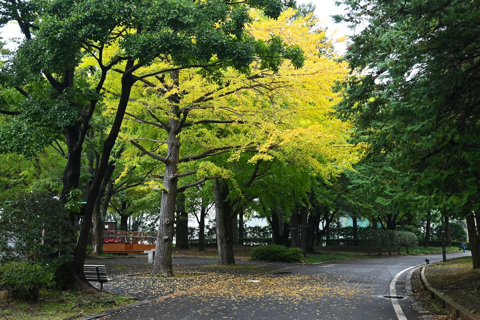 Sentier dans un parc avec des arbres verts et un arbre aux feuilles jaunes vives