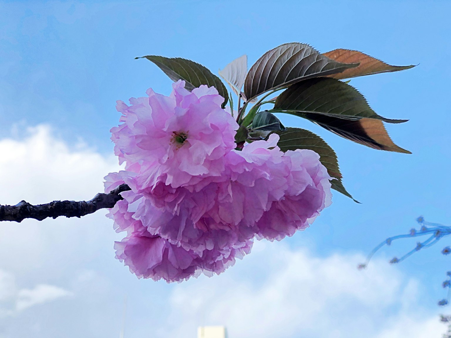 蓝天背景下的粉红樱花和绿色叶子