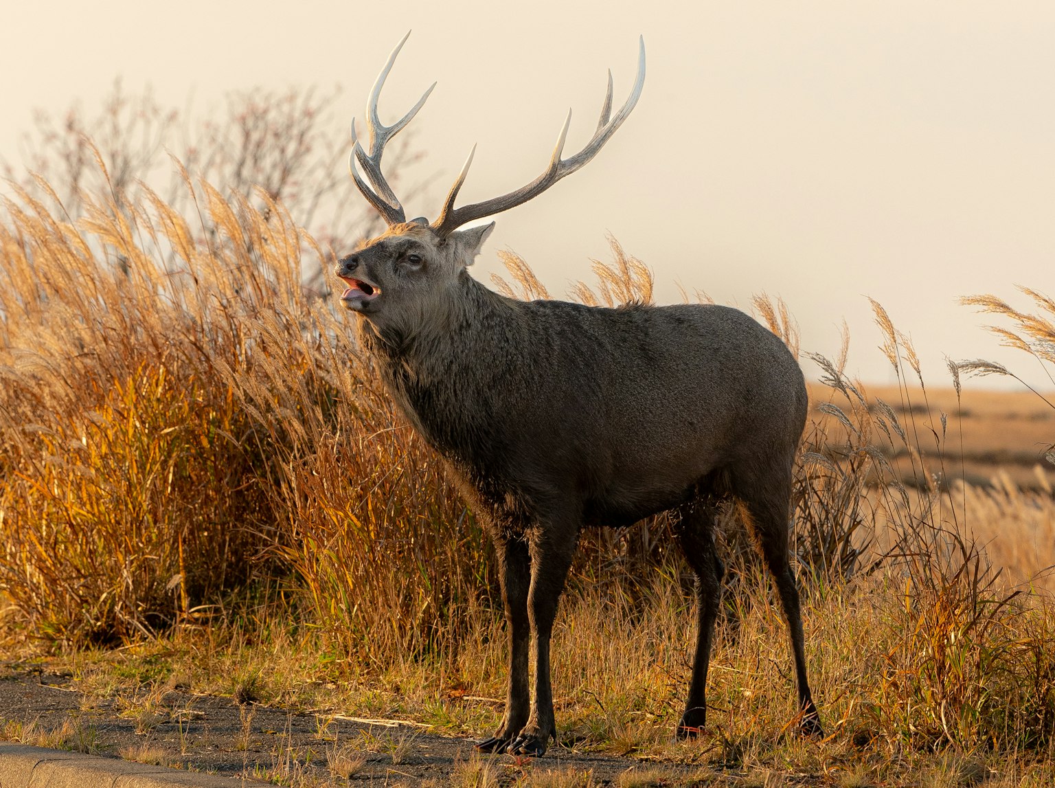 A stag standing in a meadow with its mouth open