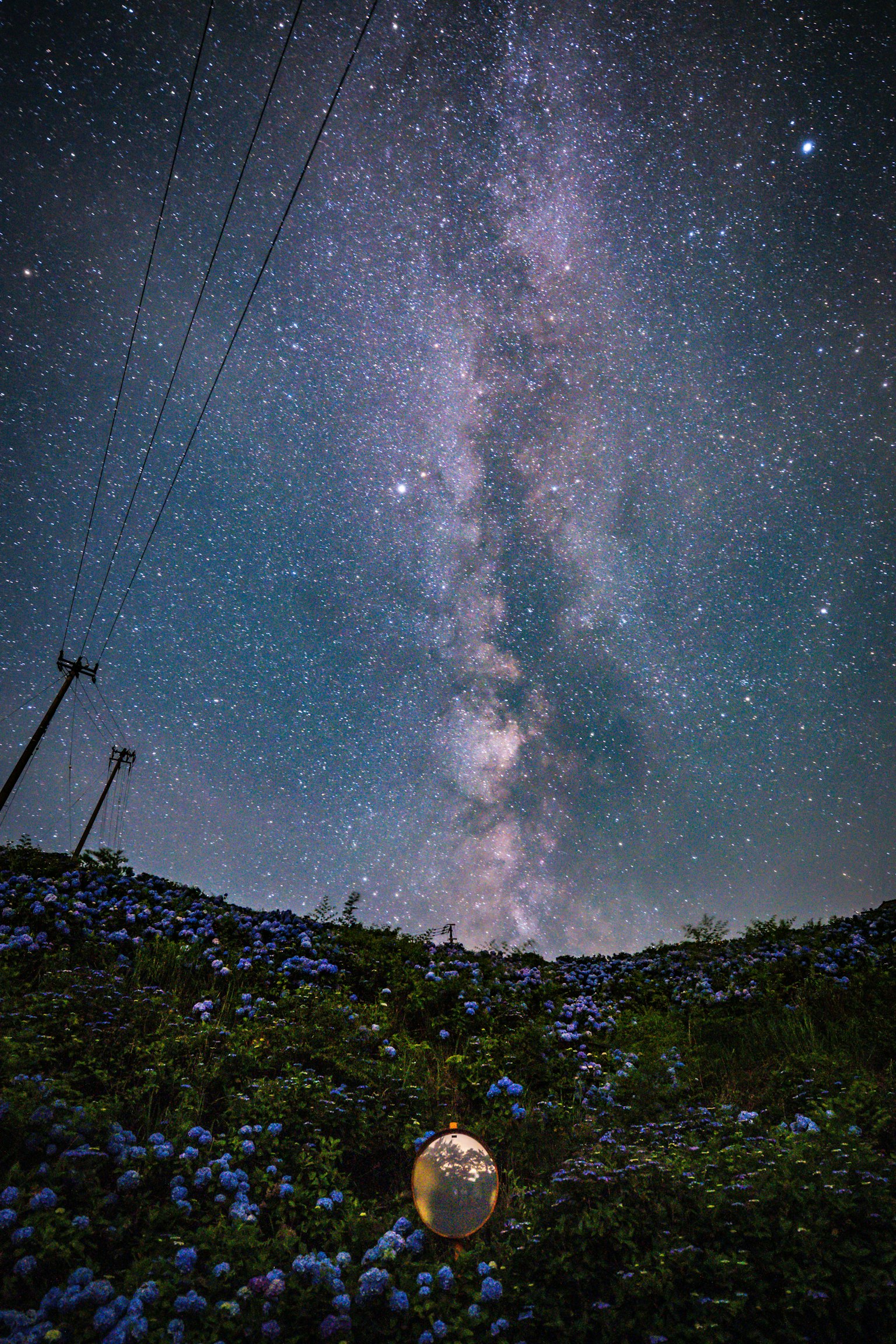 星空の下に広がる青い花と銀河の美しい風景