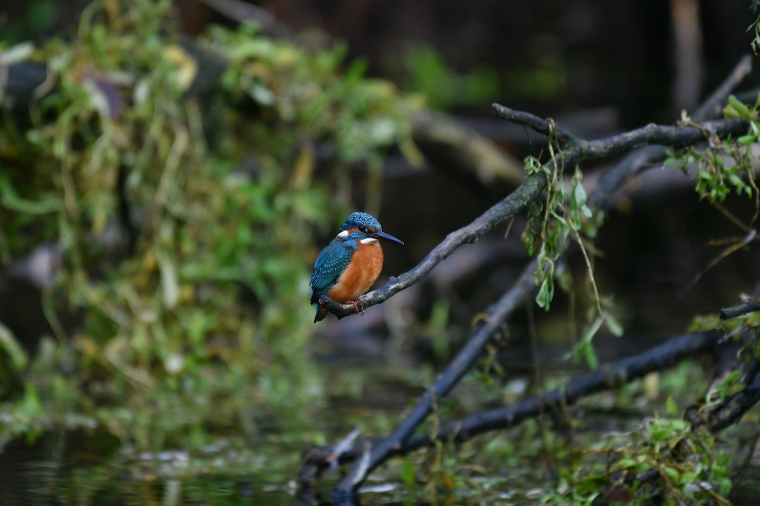 Burung kingfisher berwarna-warni bertengger di cabang dekat air