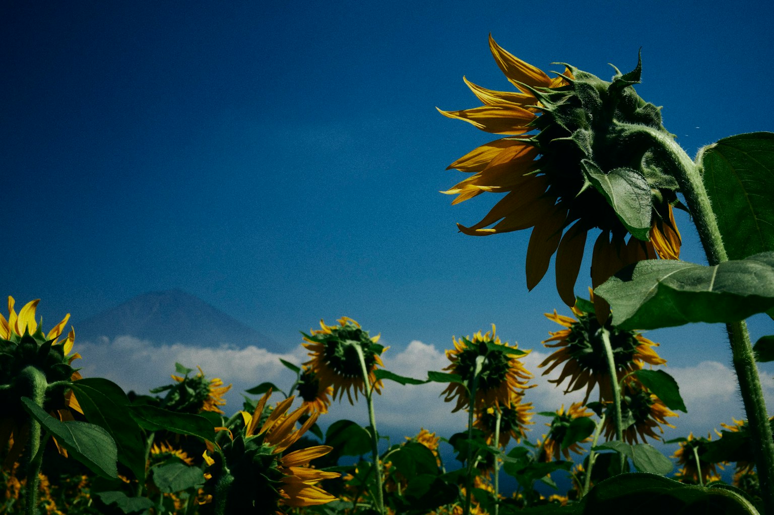 Sunflower field under a blue sky
