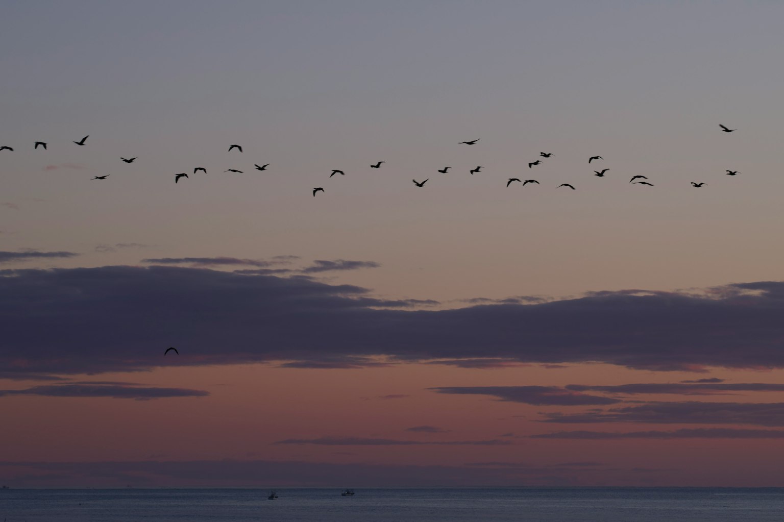 Flock of birds flying in the sunset sky over the sea