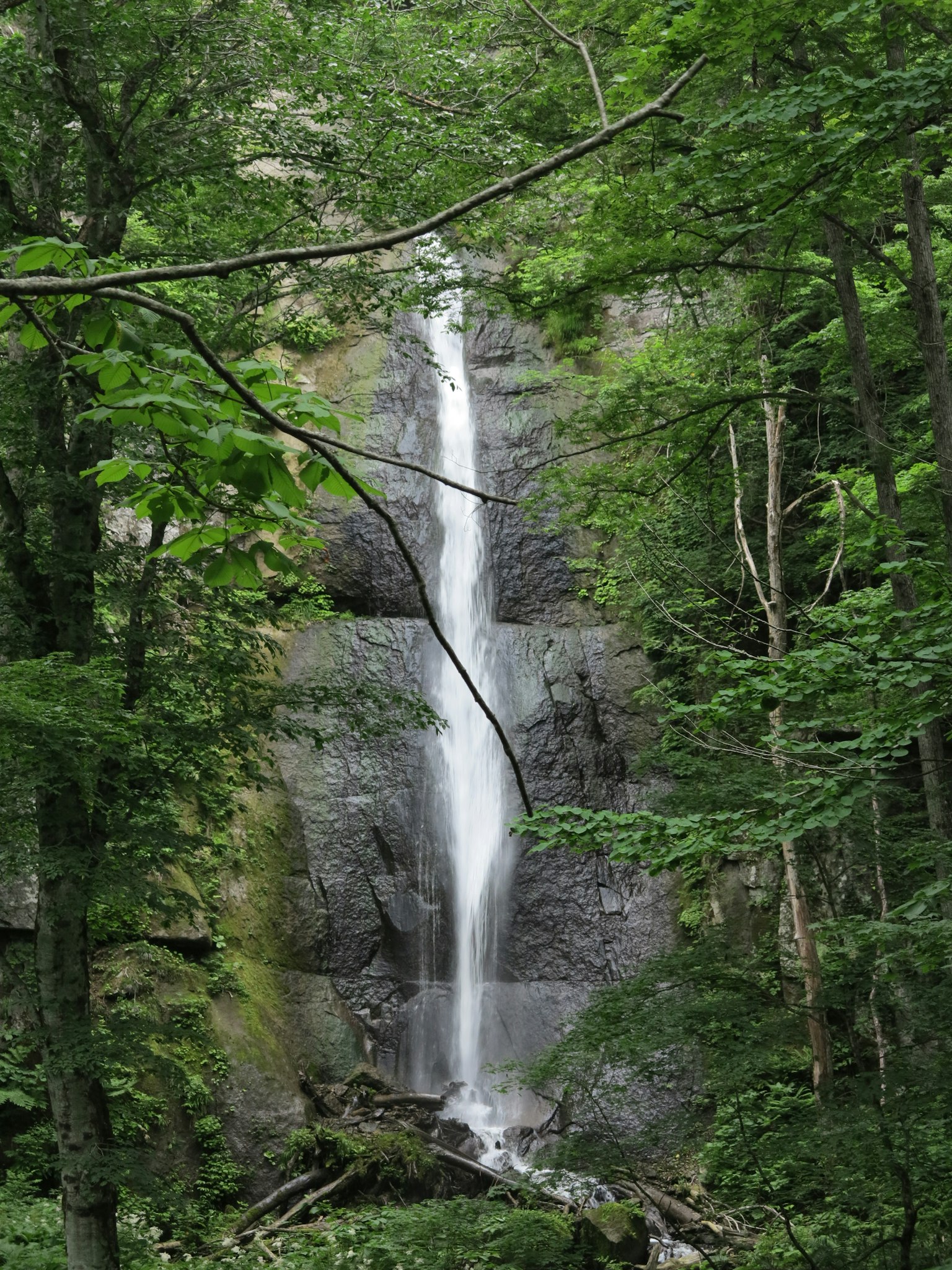 Image of a waterfall flowing through a lush green forest
