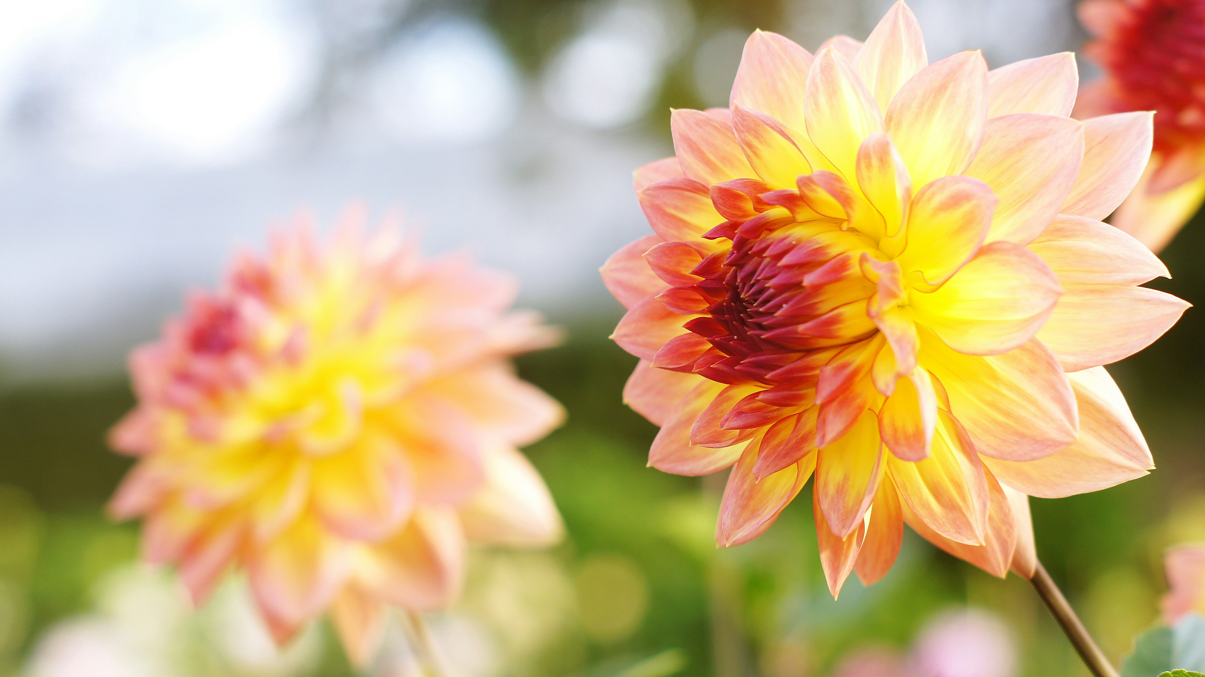 bunte Dahlienblüten im Garten mit weichem Bokeh