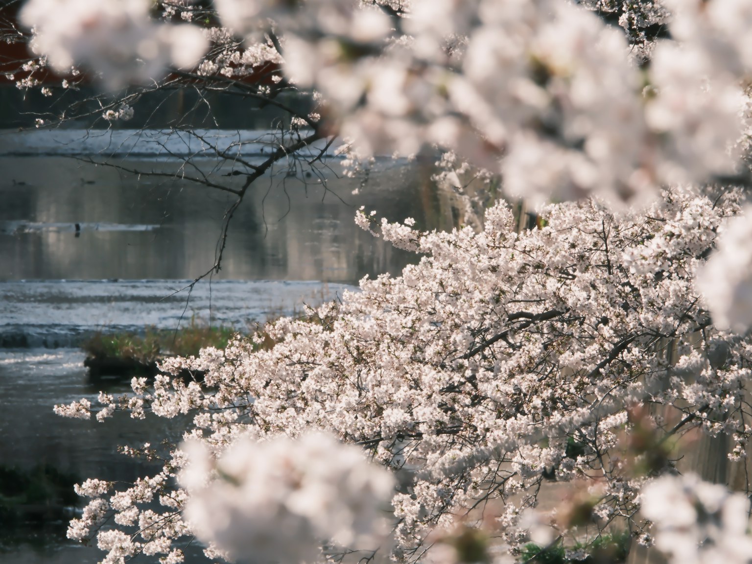 Schöne Szene mit blühenden Kirschblüten an einem ruhigen See