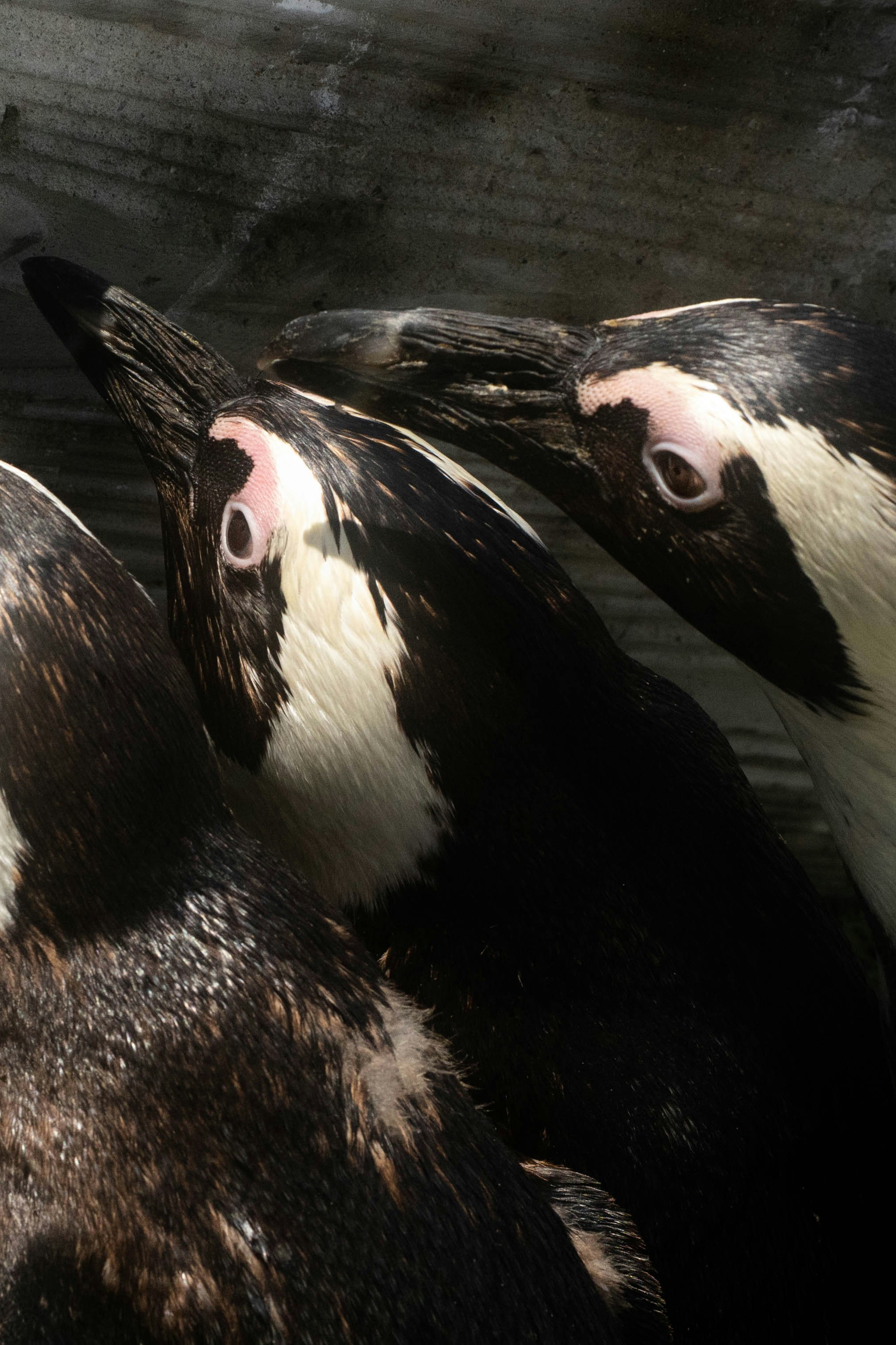 水槽の中で寄り添うペンギンの群れ