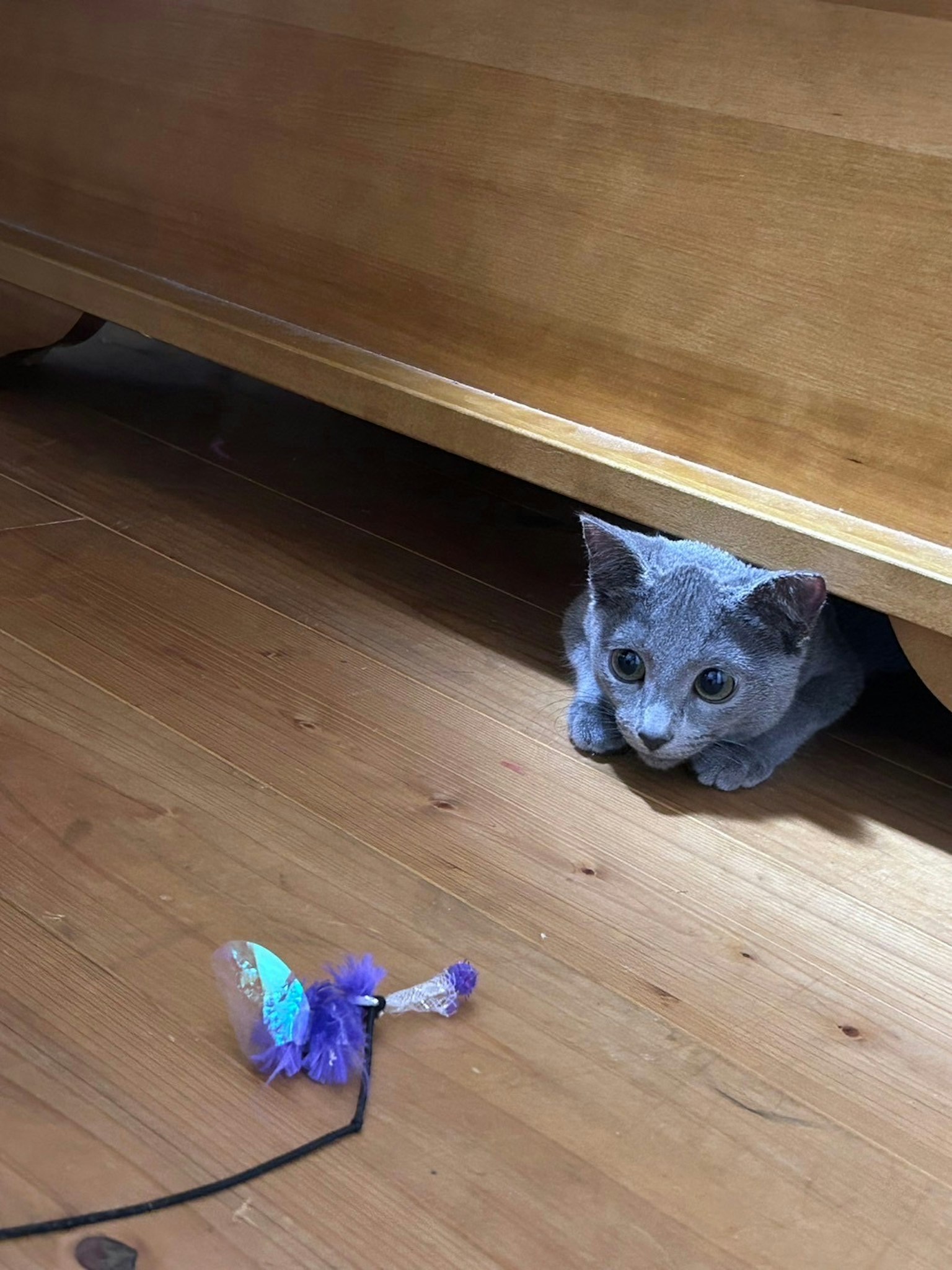 灰色小猫从家具下方窥视一个彩色玩具