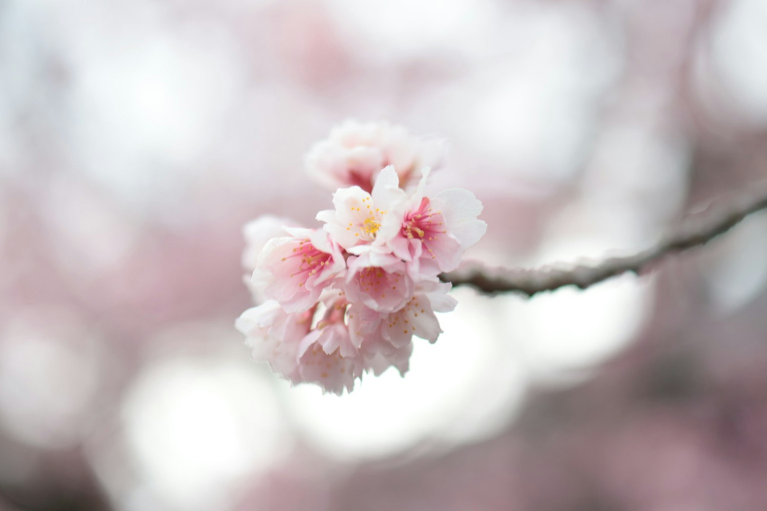 Kedekatan bunga sakura di cabang kelopak merah muda lembut