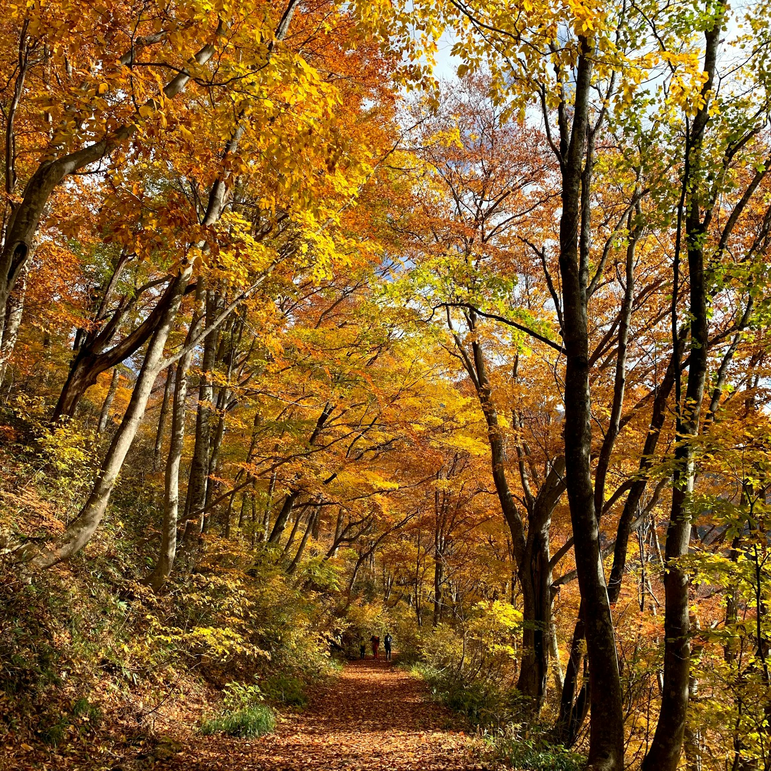 Ein Weg, gesäumt von bunten Herbstbäumen