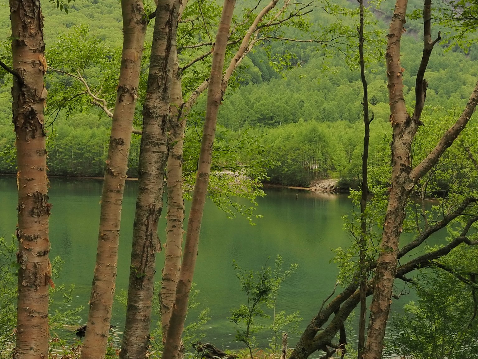 Bosque verde exuberante con superficie de agua tranquila