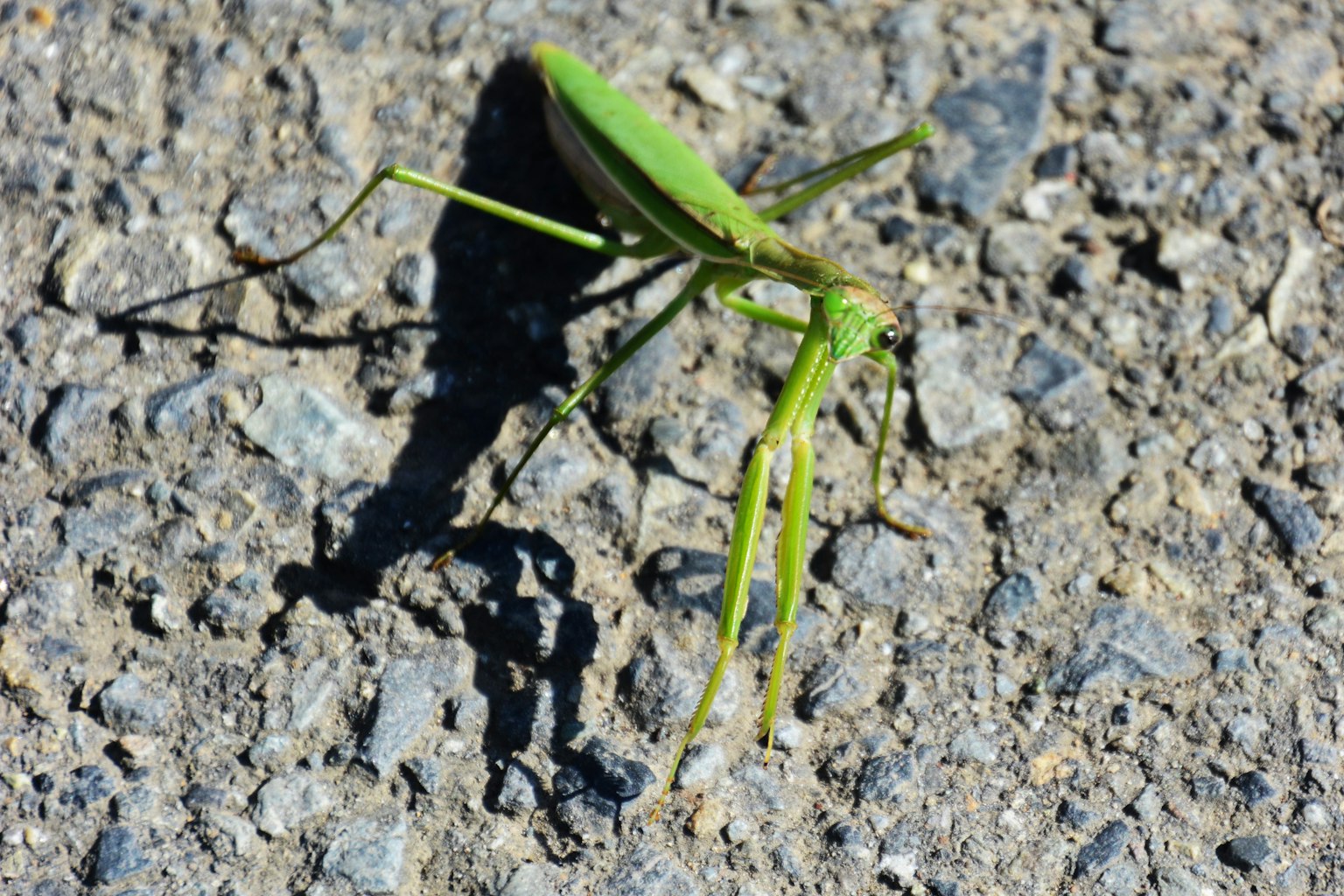 Green grasshopper on asphalt surface