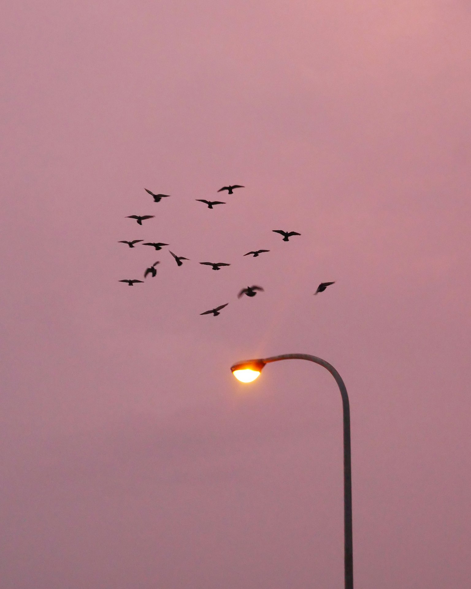 Schwarm von Vögeln, die gegen einen rosa Sonnenuntergangshimmel mit einer Straßenlaterne fliegen