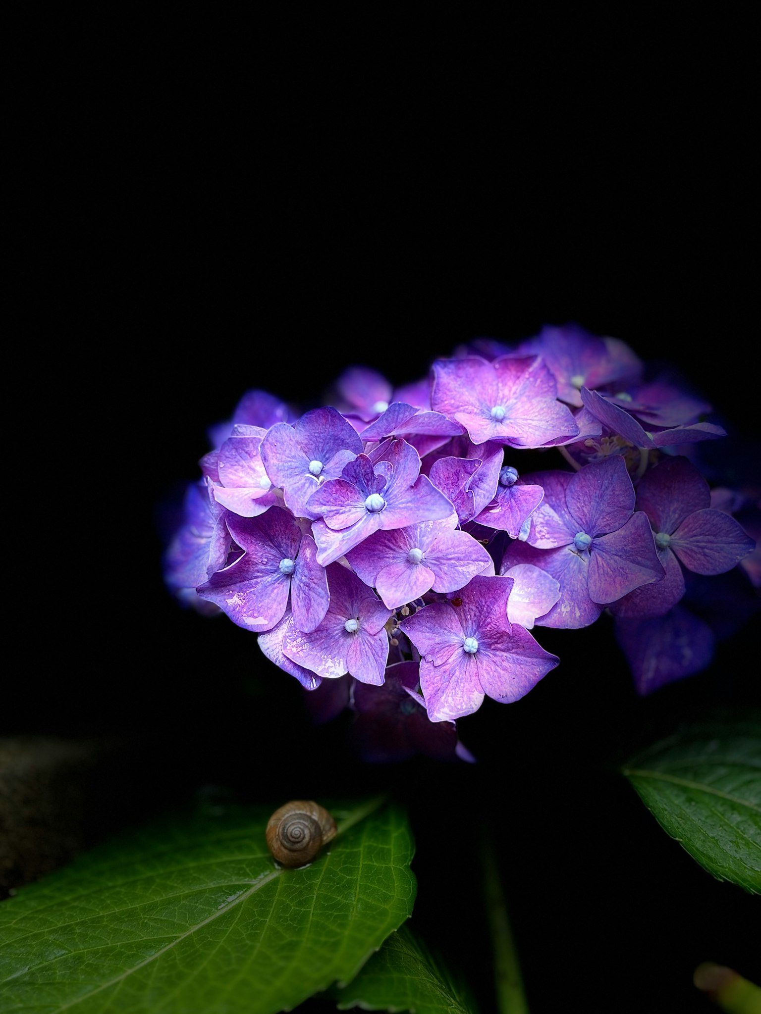 Fleurs violettes illuminées sur un fond sombre