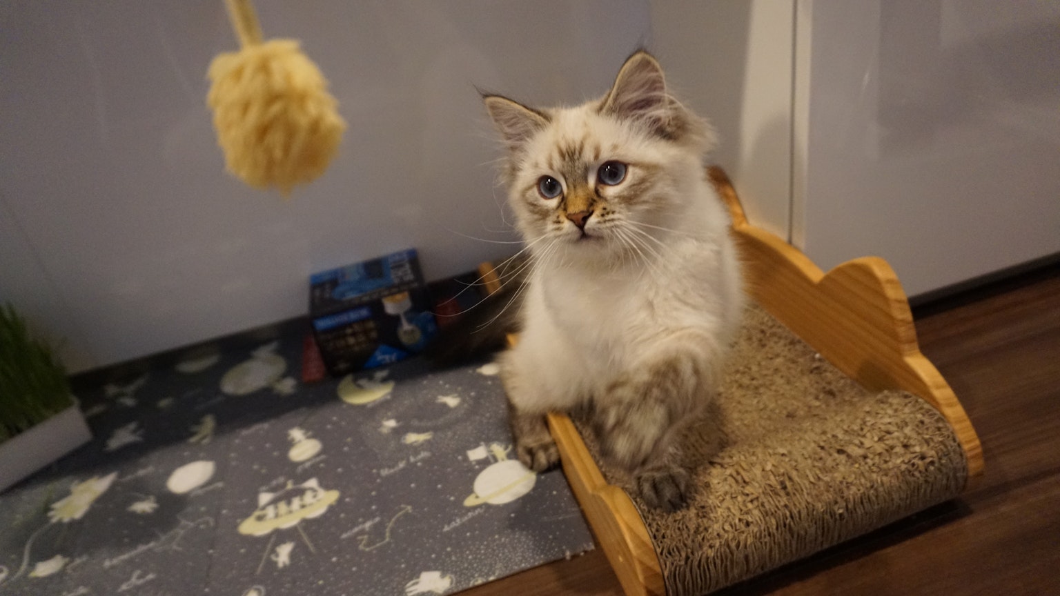 一只可爱的猫在猫塔上玩耍