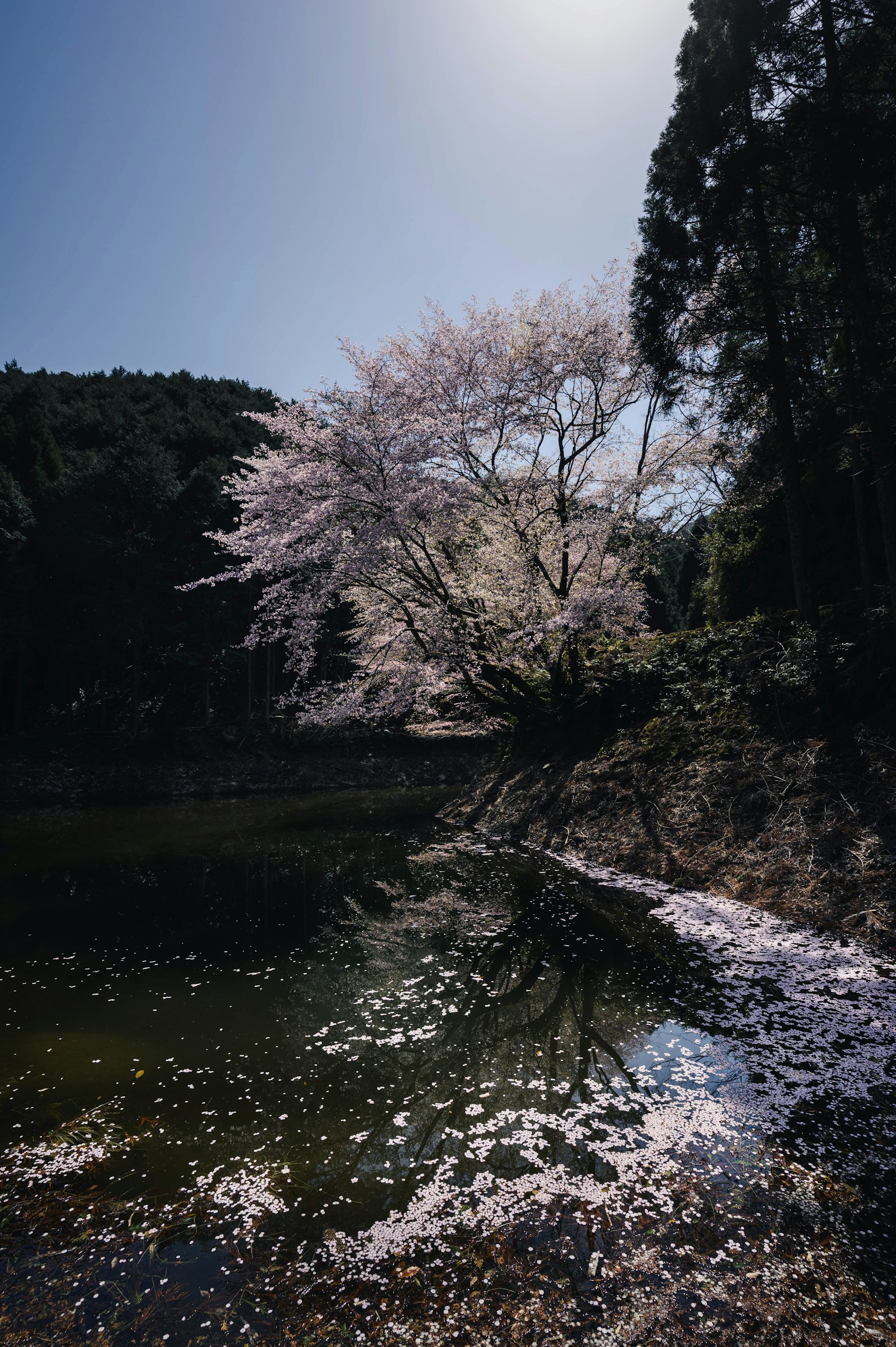 靜謐池塘旁的櫻花樹 淡粉色花朵映照在水面上