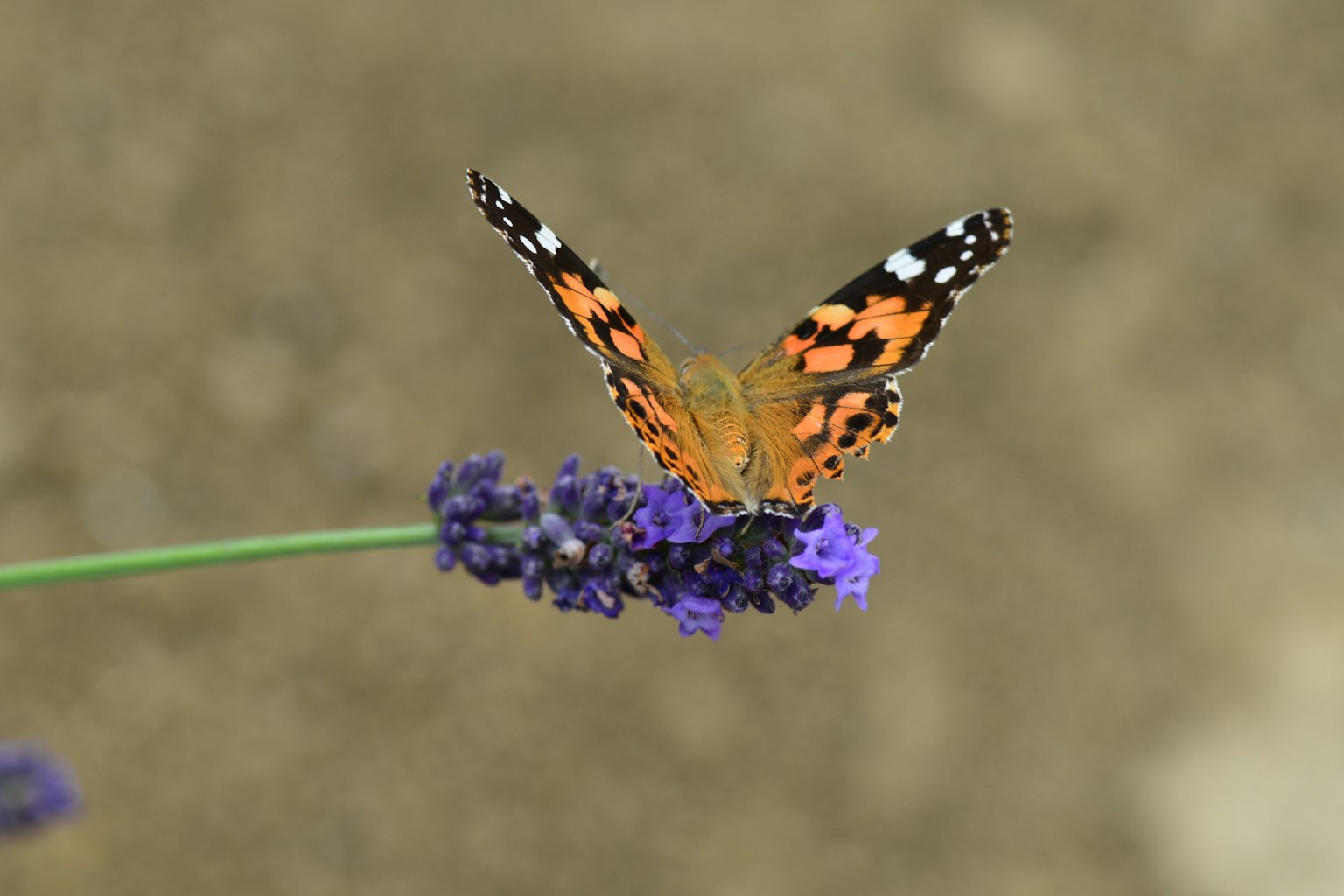 Una mariposa posada sobre una flor de lavanda en un entorno natural