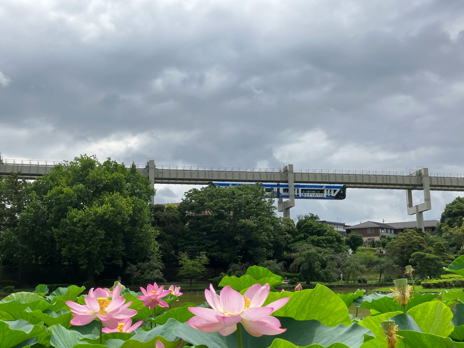 Pemandangan bunga lotus dengan monorel di latar belakang