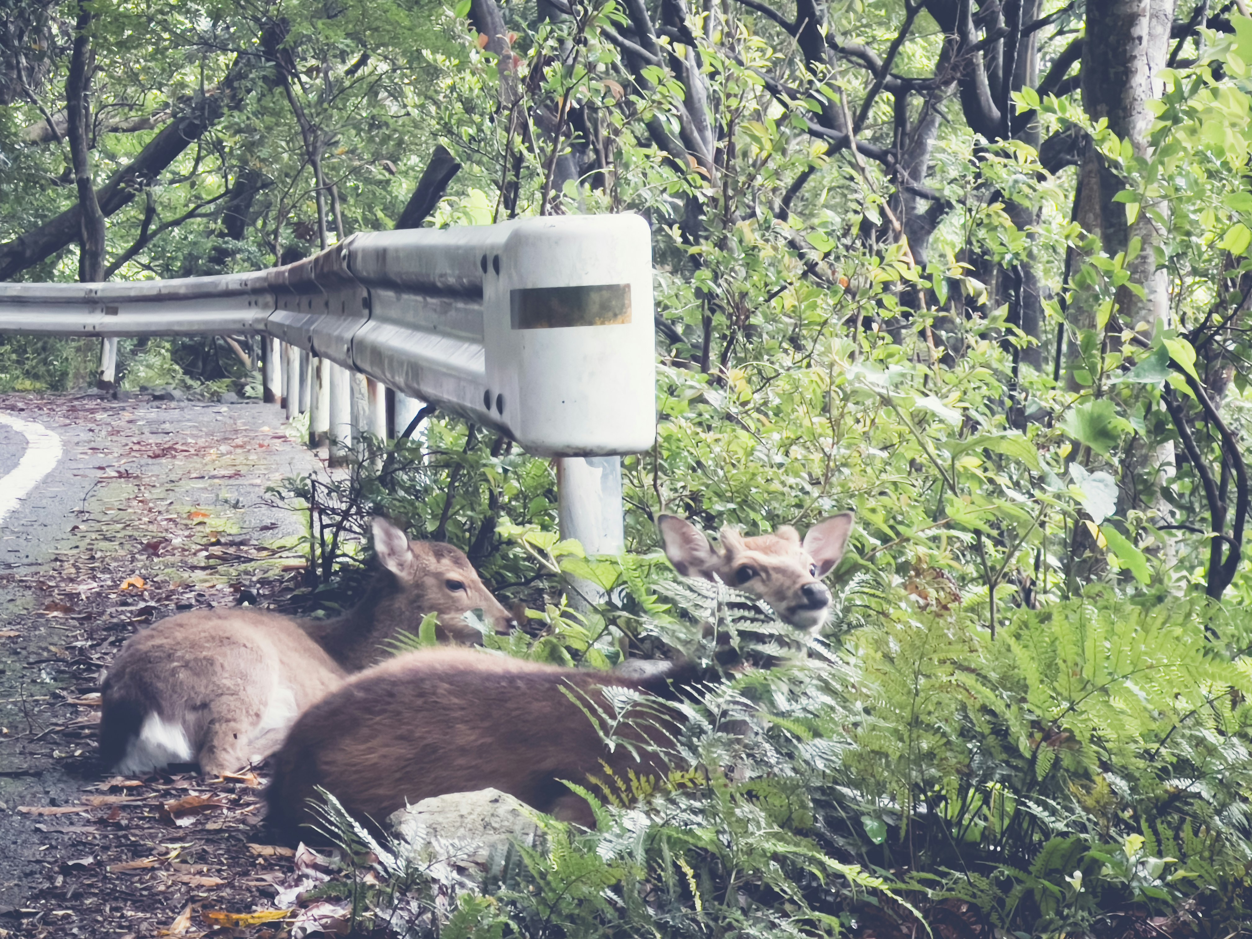 kangaroo joey and adult resting in bush along a forest path