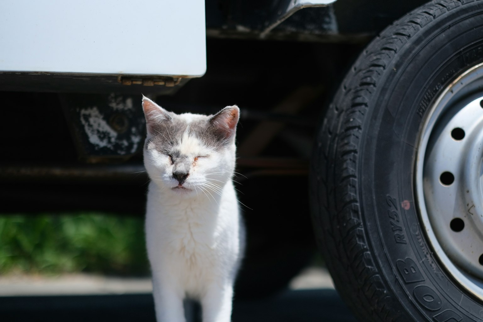 Un gato blanco de pie al lado de un vehículo
