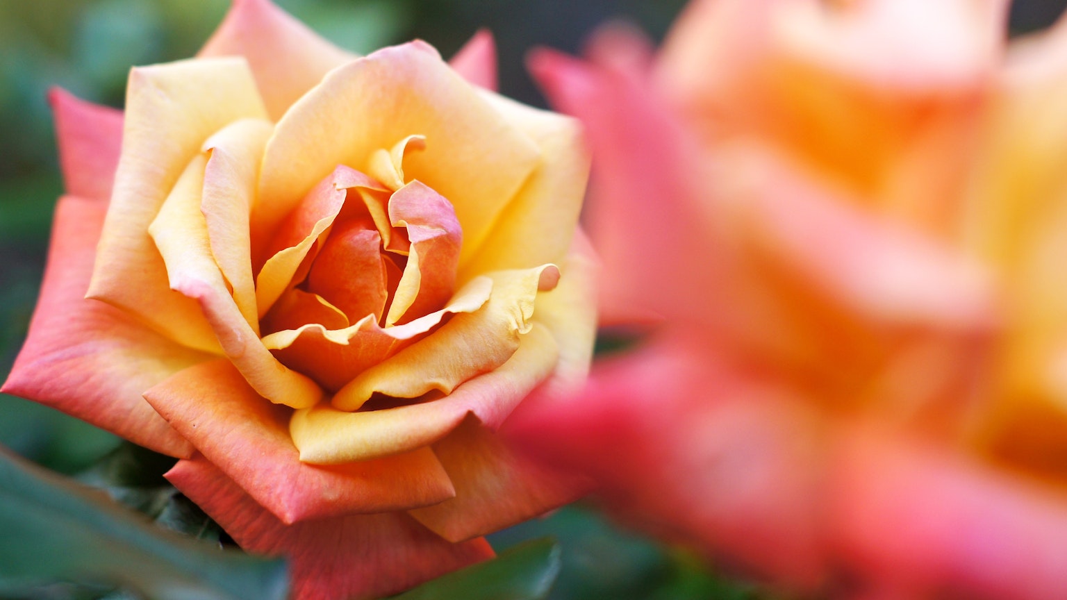 Close-up bunga mawar oranye dan kuning yang indah