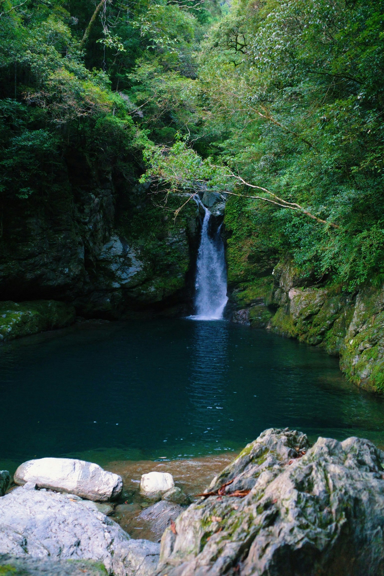 被郁郁葱葱的绿树环绕的宁静水池中的瀑布美景