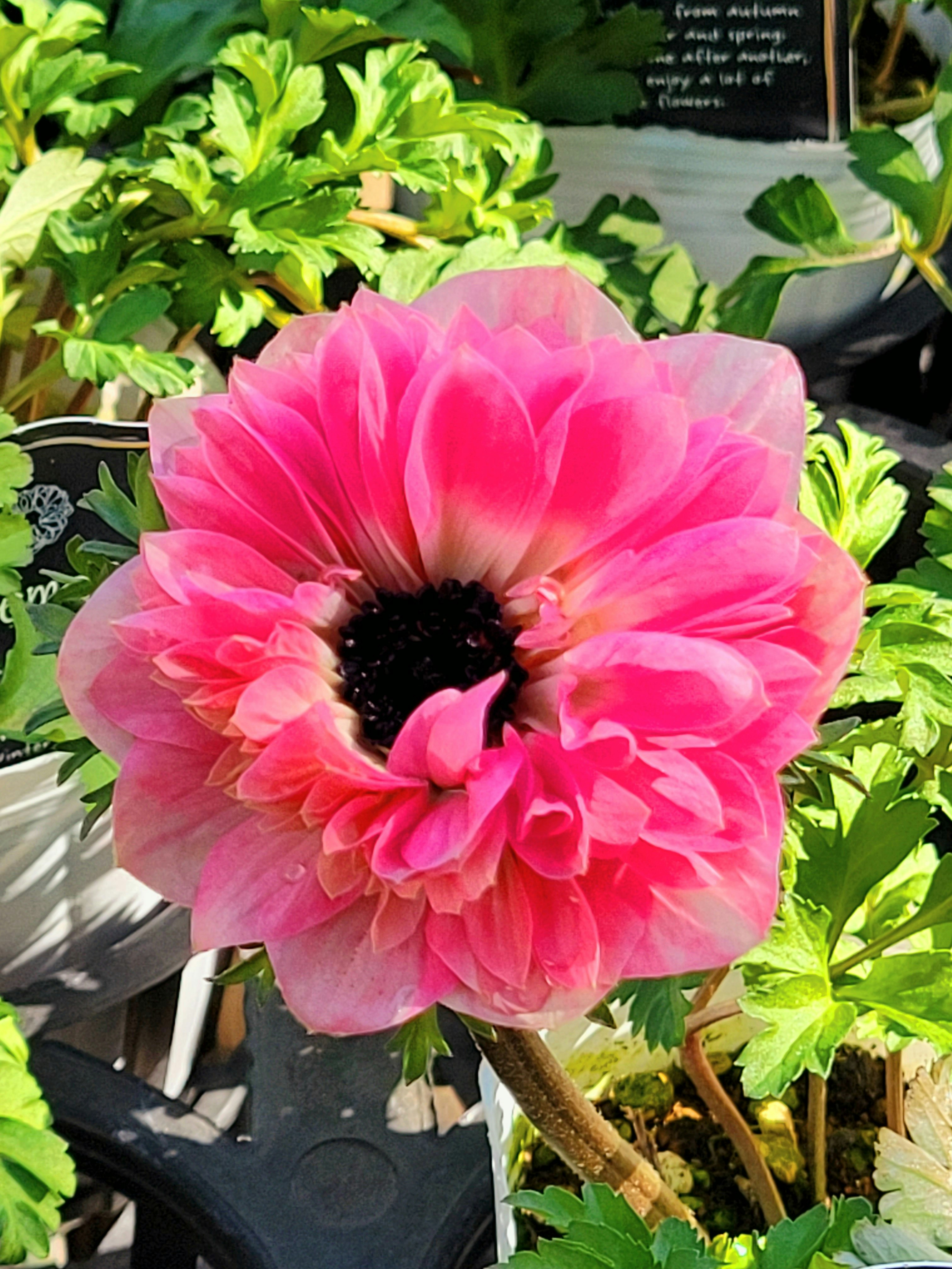 ピンクの大輪の花と葉の寄せ植え