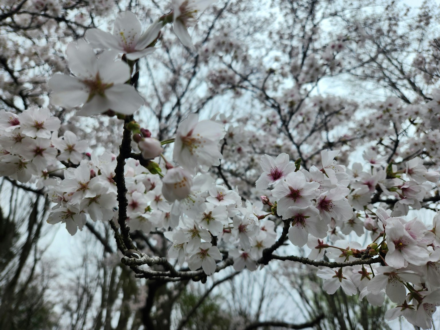 Primo piano di fiori di ciliegio in fiore