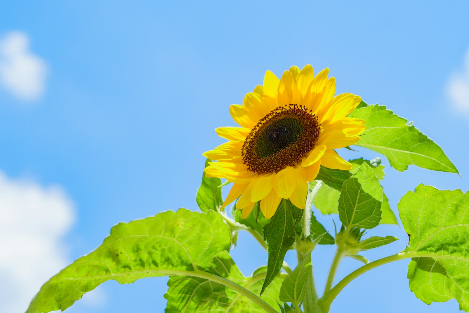 Tournesol en fleurs sous un ciel bleu avec des feuilles vertes