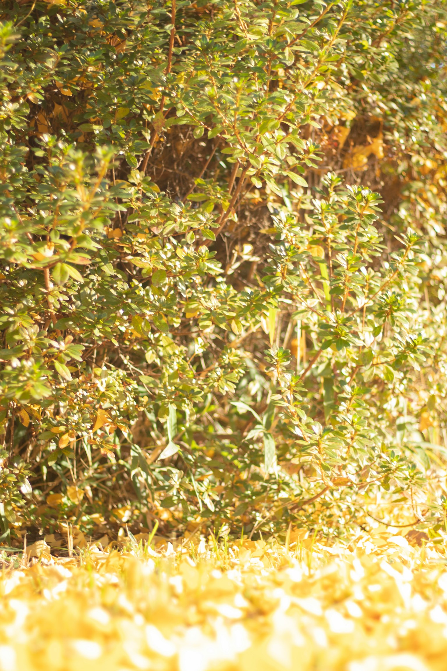 Paesaggio di erba gialla circondato da fogliame verde