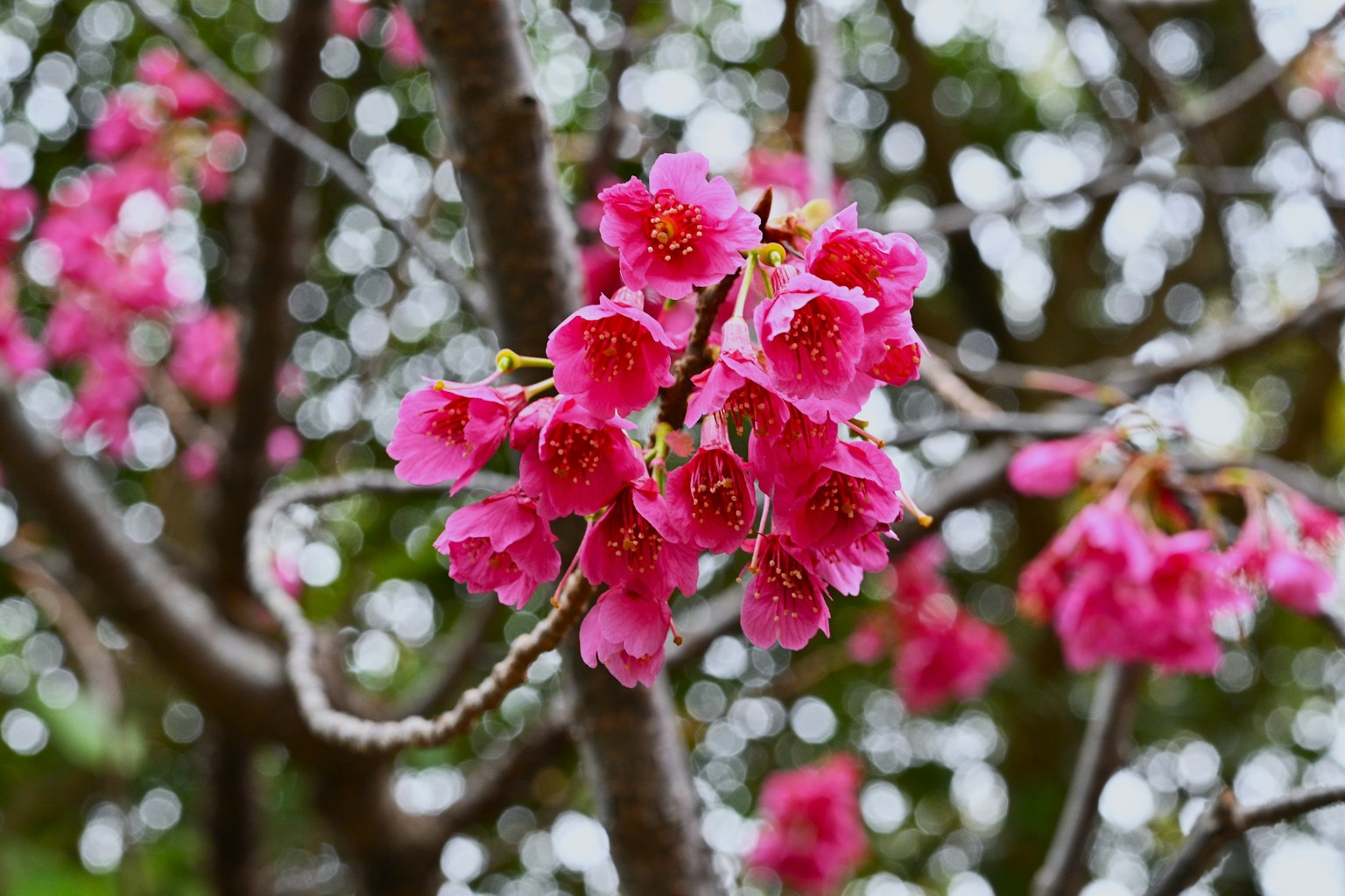 Primo piano di un ramo d'albero con fiori rosa in fiore