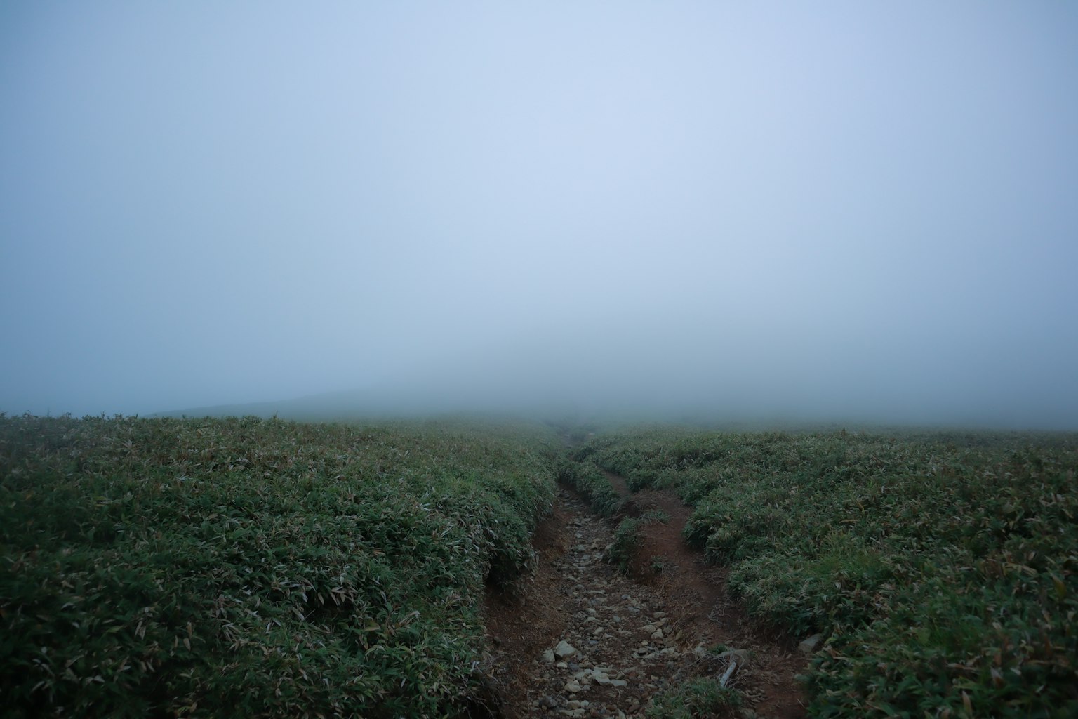 Un paisaje brumoso con un camino estrecho entre la vegetación