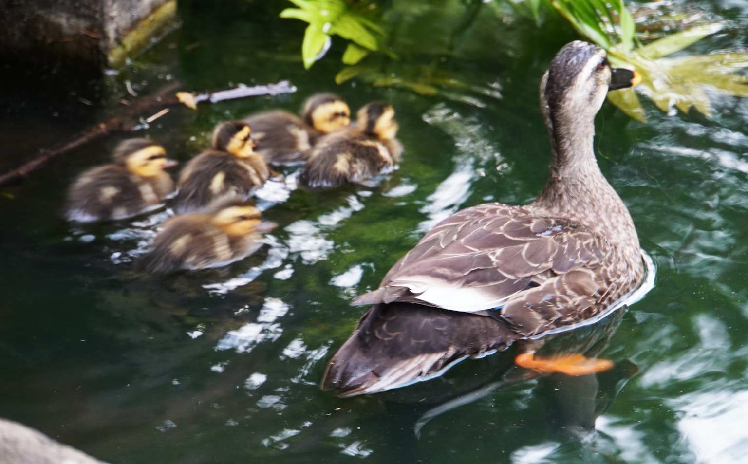 Mama-Ente schwimmt mit sechs Küken, die dicht hinterher schwimmen