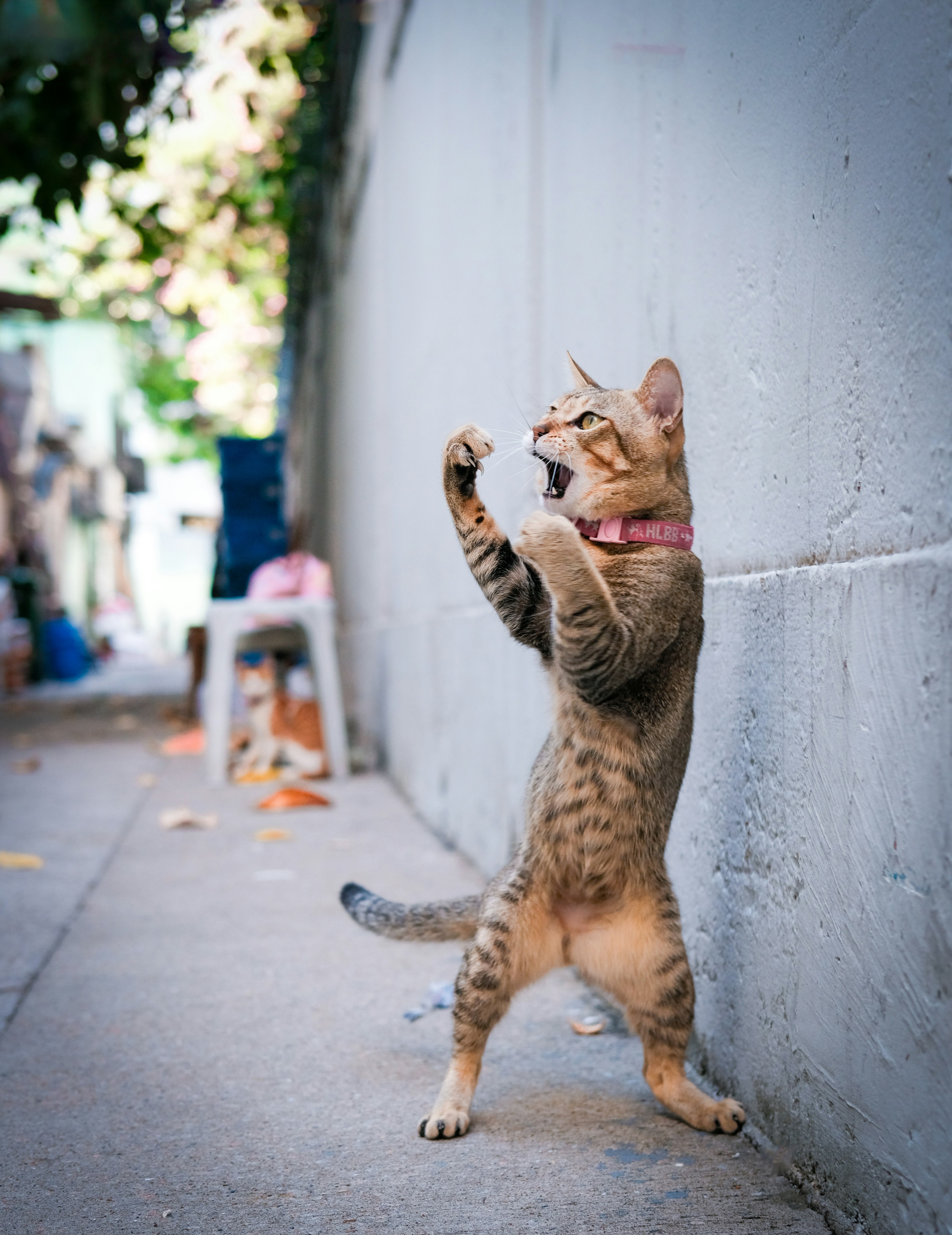 路地の壁際で見上げる猫