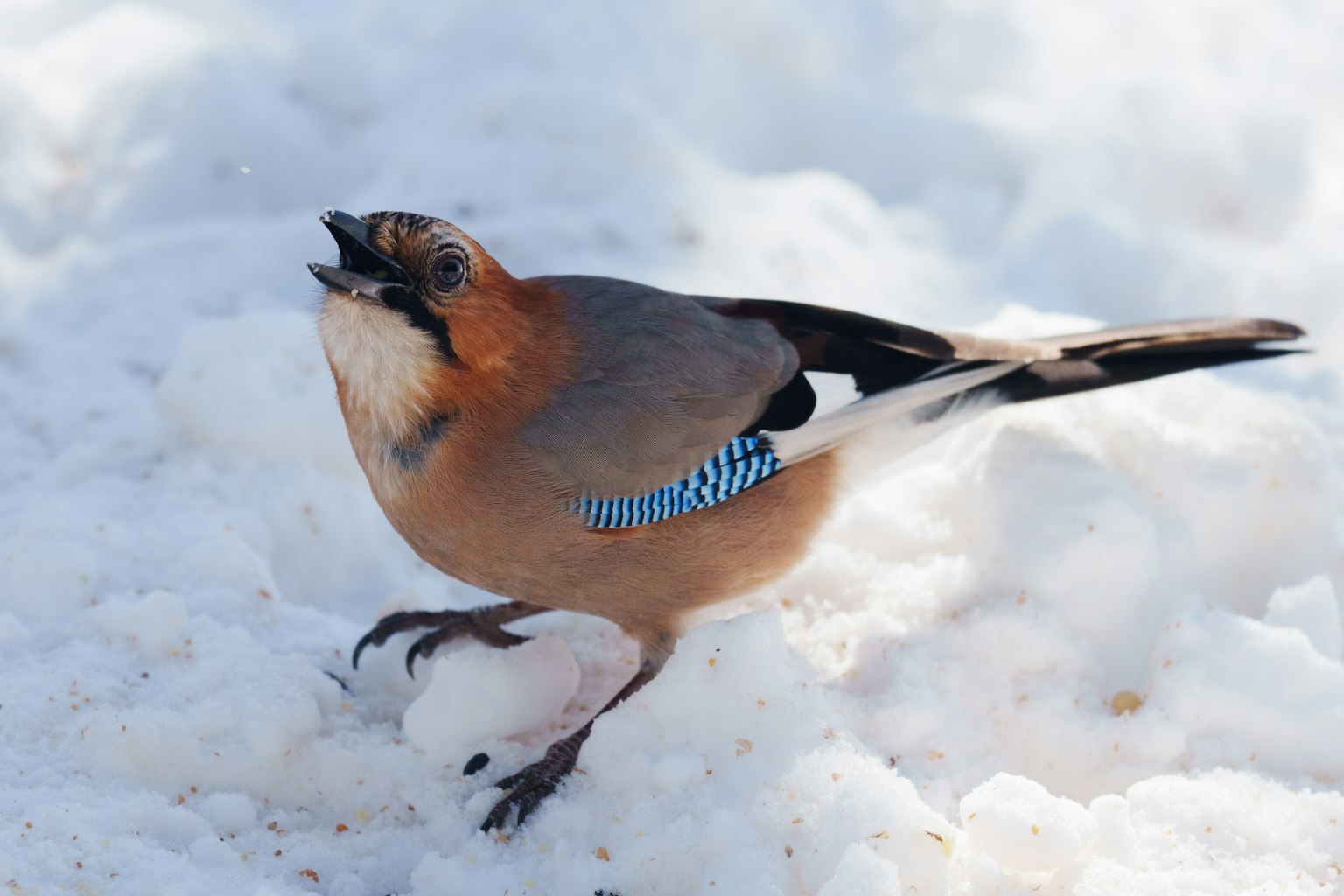 Uccello ghiandaia che chiama sulla neve