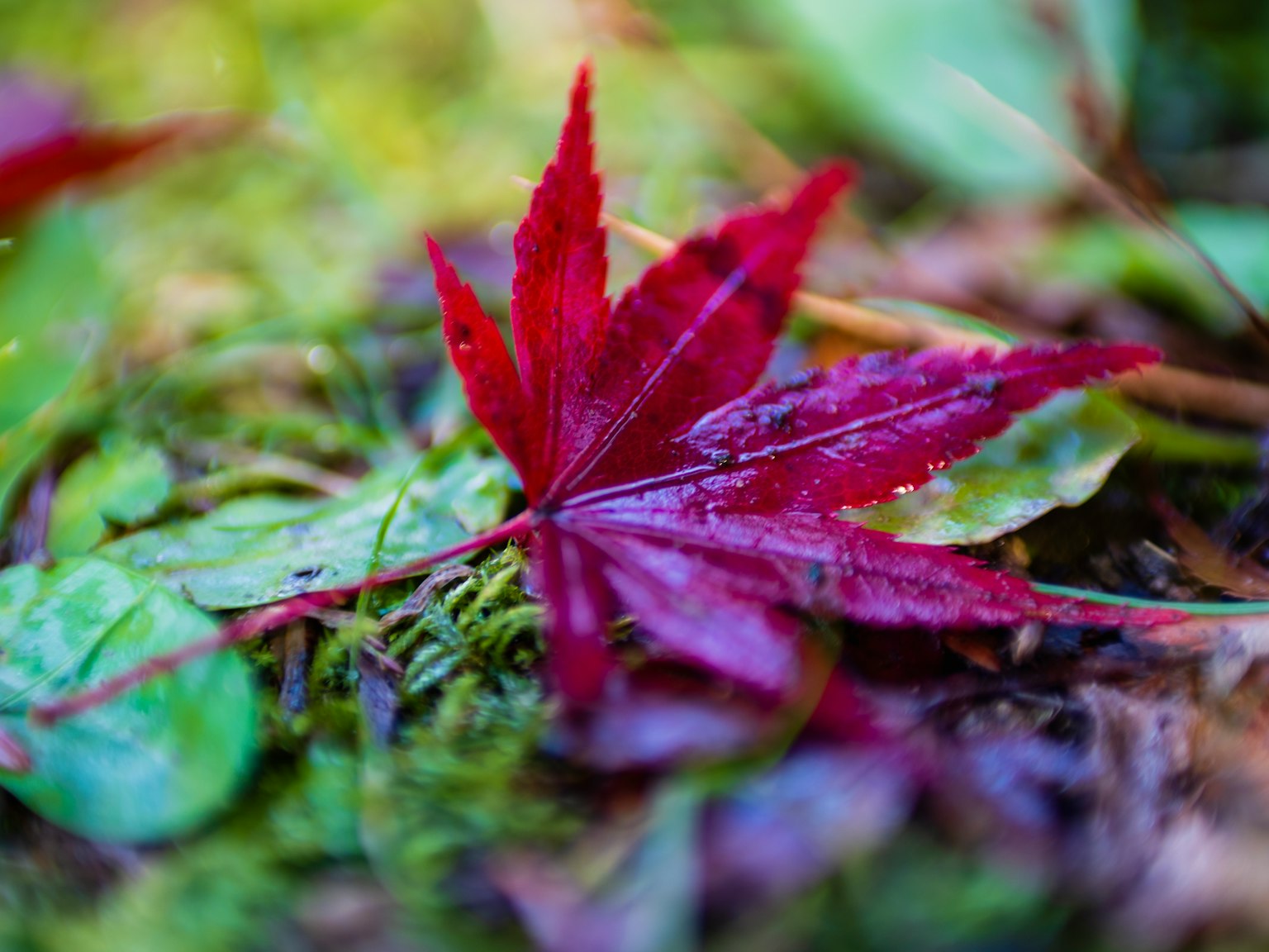 Daun maple merah di atas lumut hijau