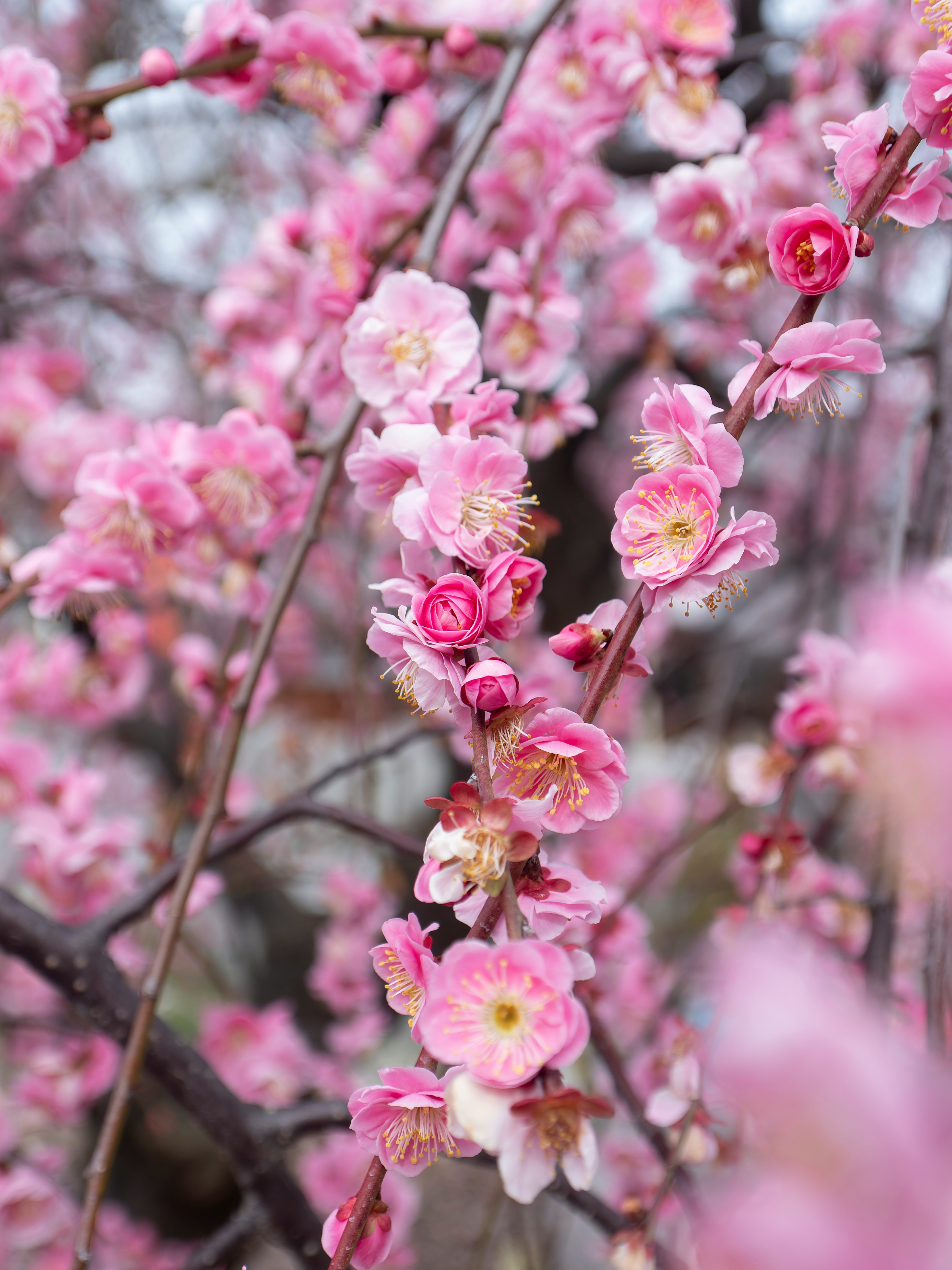 枝垂れ梅のピンクの花が咲き並ぶ庭の枝
