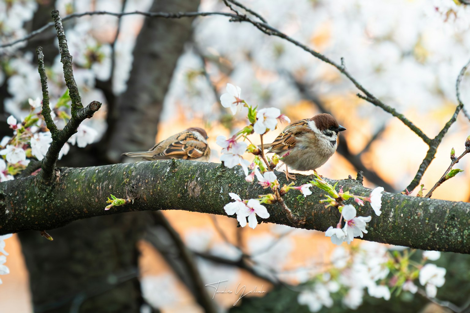 Dua burung pipit bertengger di cabang bunga sakura