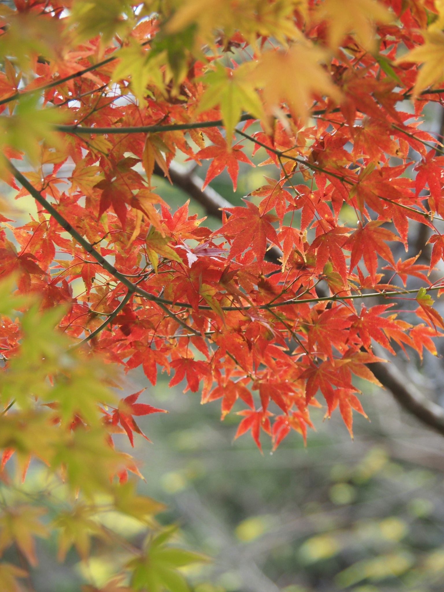 鮮豔的紅色和橙色楓葉聚集在樹枝上