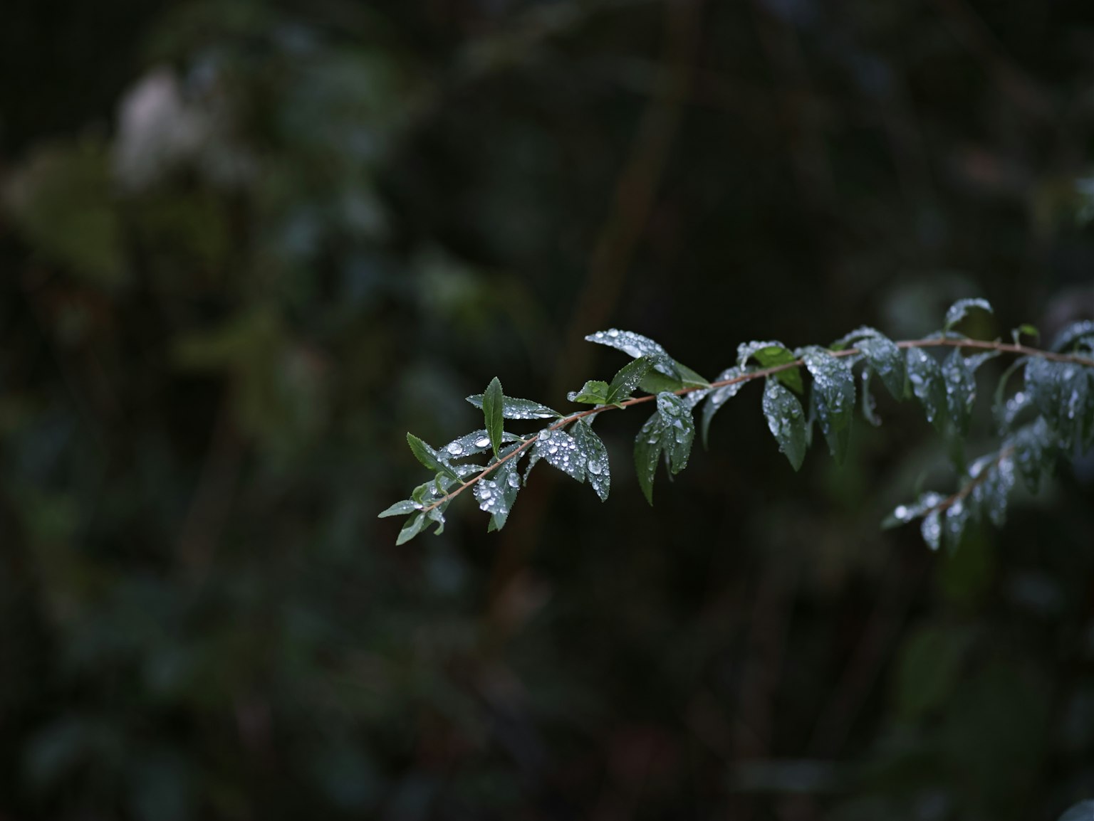 在黑暗背景下闪闪发光的绿色叶子的树枝