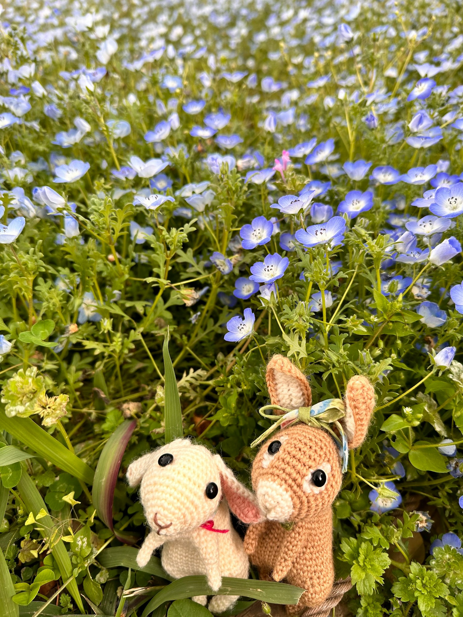 Cừu và thỏ amigurumi giữa những bông hoa xanh