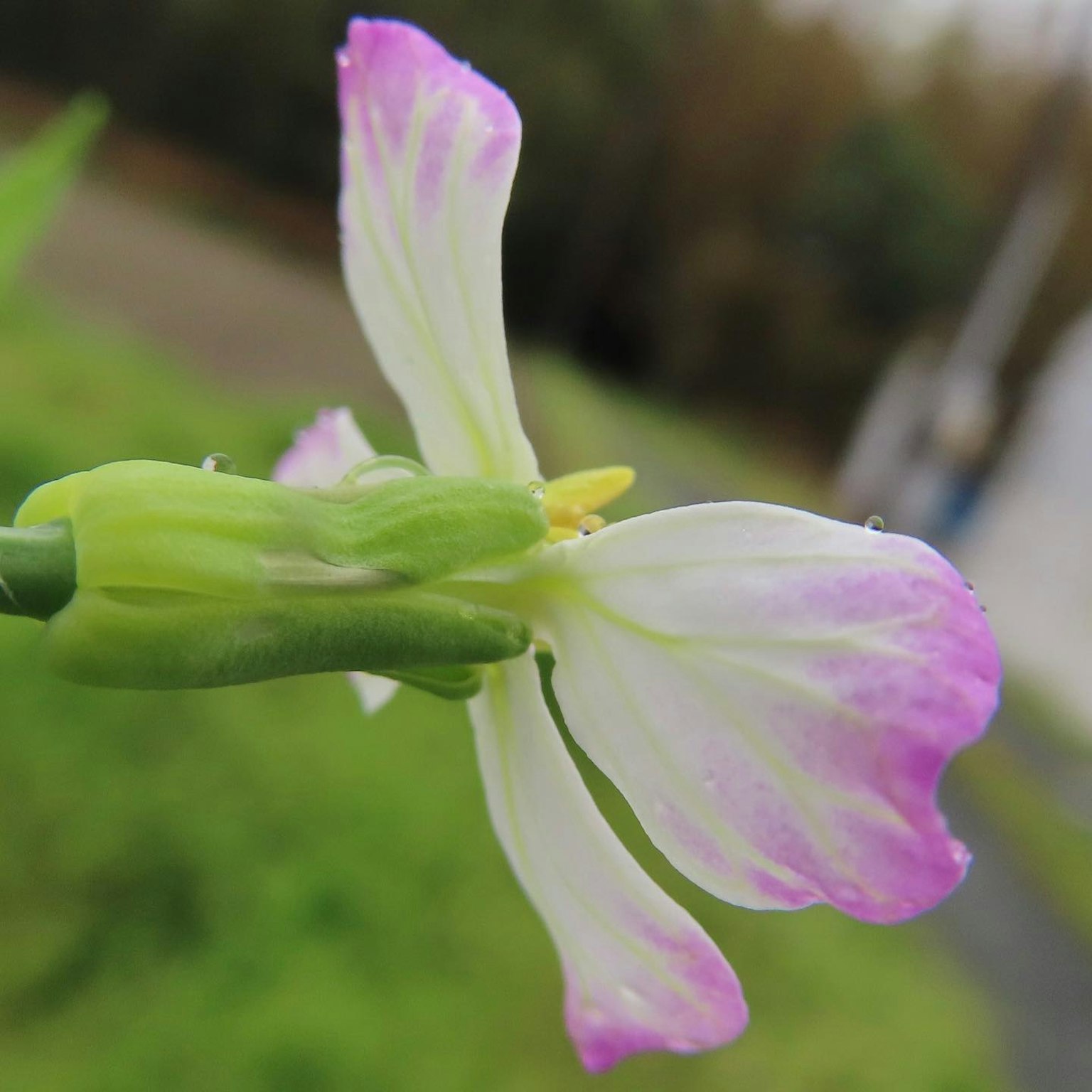 Primer plano de una flor con pétalos blancos y rosas