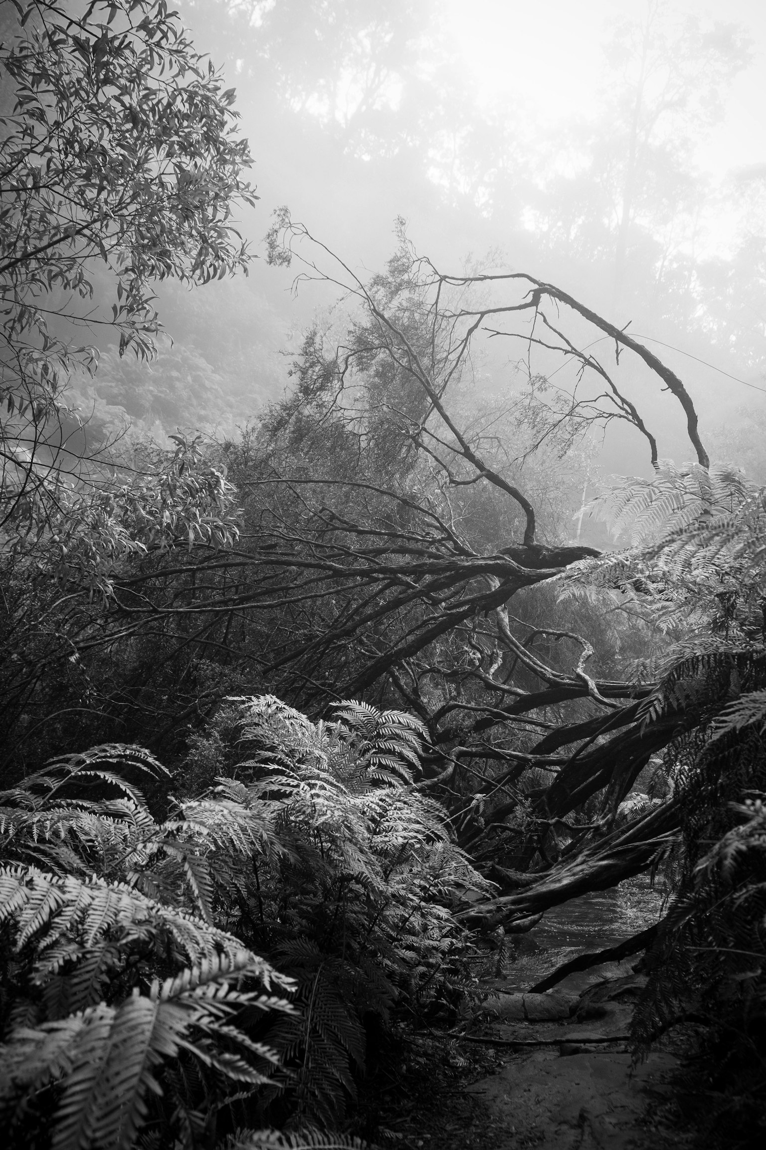 Scena forestale in bianco e nero con felci e alberi avvolti nella nebbia